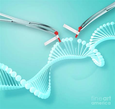 Gene Editing Photograph By Claus Lunau Science Photo Library Fine Art