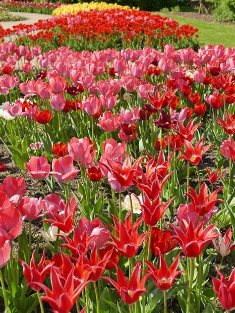 Tulips Spring Red Free Photo On Pixabay Pixabay