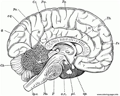 Maybe you would like to learn more about one of these? Brain Anatomy Coloring Pages Printable