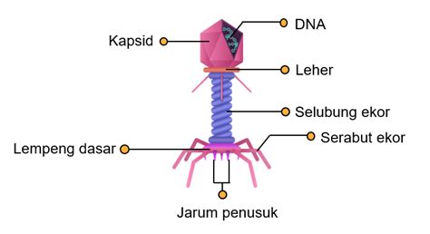 Gambarkan Struktur Tubuh Bakteriofag