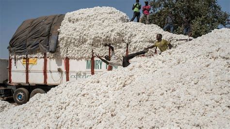 La Récolte Du Coton Au Bénin Une Ruée Monopolistique Vers Lor Blanc