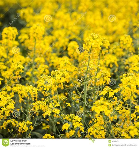 Yellow Rapeseed Field With Bright Yellow Flowers On Dark Green Stems