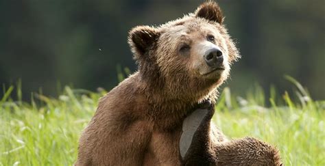 Beary Cute 25 Photos Of Playful Yet Dangerous Grizzlies