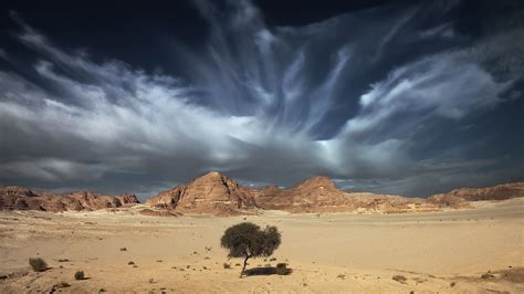 Lonely Tree In The Desert Wallpapers And Images
