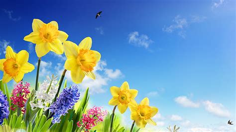Yellow Daffodils Hyacinth Colorful Flowers Swallows Blue Sky