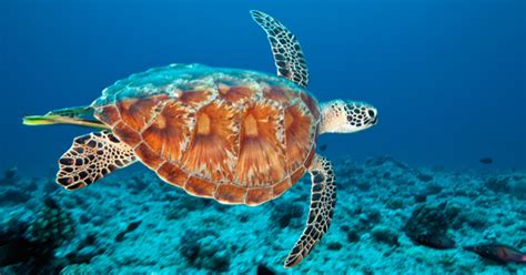 Turtle Deaths Are From Natural Causes Australian Geographic