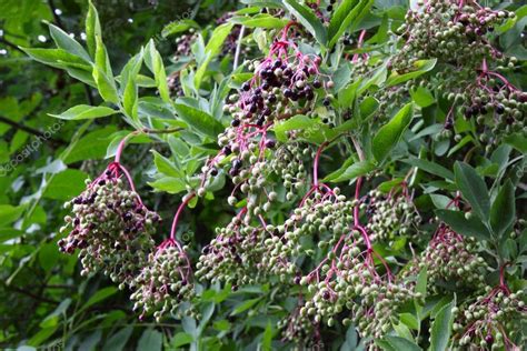 Wild Elderberry Sambucus Nigra — Stock Photo © Riedochse 3282713