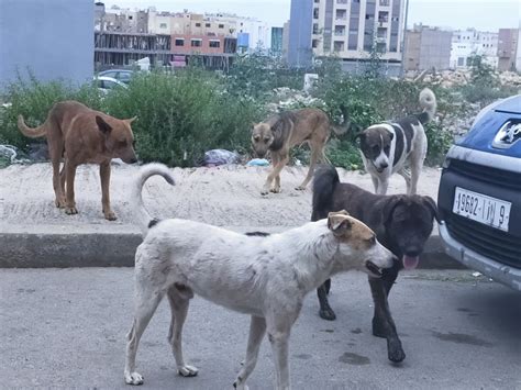بالفيديو كلاب ضالة تغزو تيط مليل ومواطنون يشتكون من خطرها