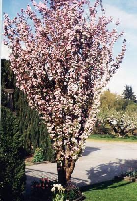 Front Yard Landscape Design App Free - front yard landscape design app free
