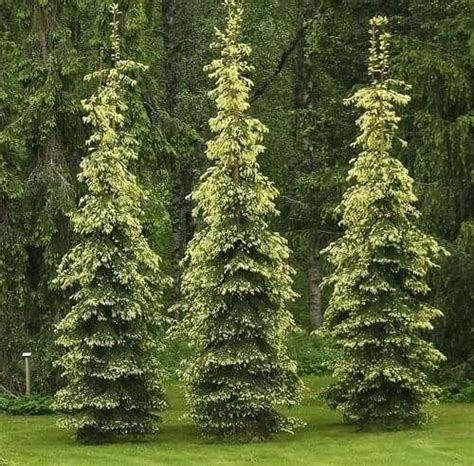 Picea Abies Kultasurukusi Conifers Garden Evergreen Landscape