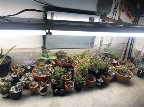 However, you will need a special kind of light to do so. Are my grow lights the right distance from my plants? Some ...