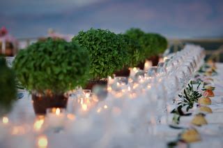 Currently we have the most updated food not flowers coupons among the other discount sites like and we also update the deals based on facebook, instagram, and more. Plants instead of flowers? | Instead of flowers, Plants ...