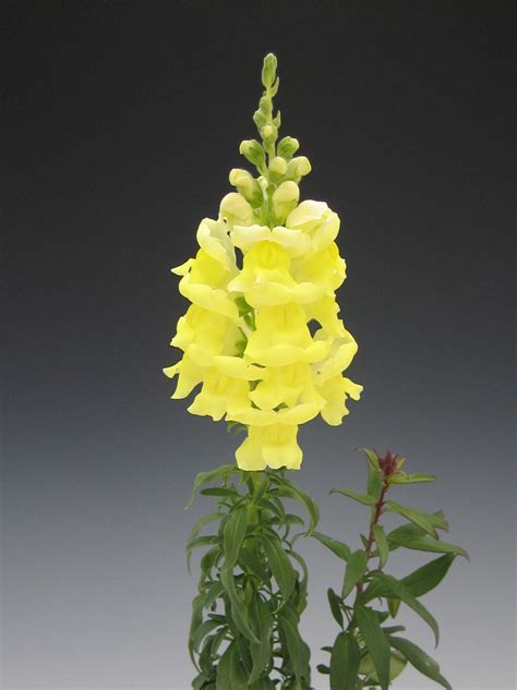 Snapdragons Tall Yellow Bloom Masters