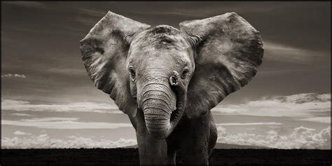 Black And White Elephant Wallpapers Top Free Black And White Elephant