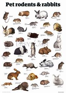 Pet Rodents Rabbits Art Print By Guardian Wallchart Easyart Com Pet