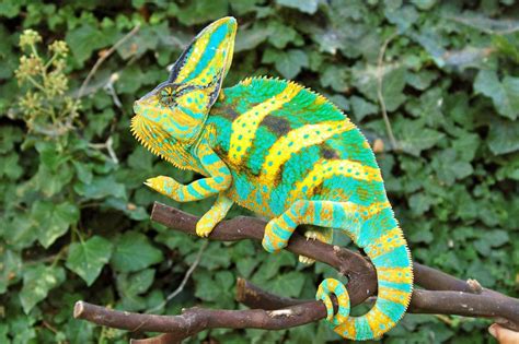10 Things You Should Know Before You Get A Veiled Chameleon