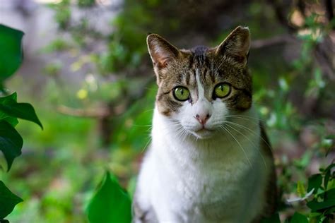 Human attitudes and behavior on keeping cats indoors. 5 Misconceptions About Feral Cats