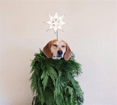 Top 10 Funny Festive Dogs Dressed As Christmas Trees