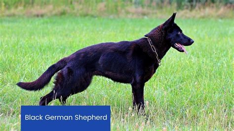 Are Black German Shepherds Aggressive