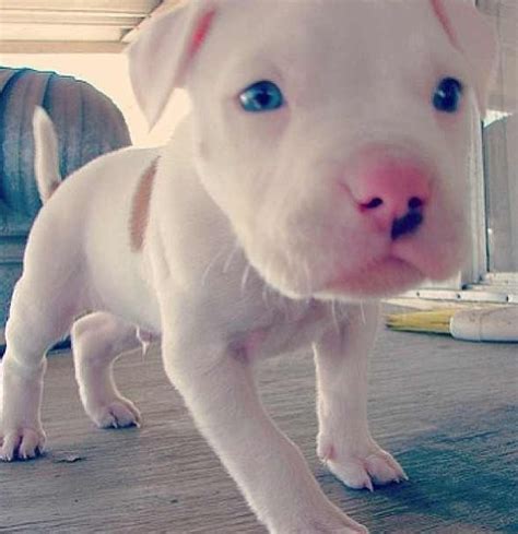 Baby Pitbull Pitbull Puppies White Pitbull Puppies Puppies