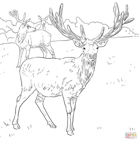 Coloring pages for kids deer coloring pages. Mule Deer Coloring Page - Coloring Home
