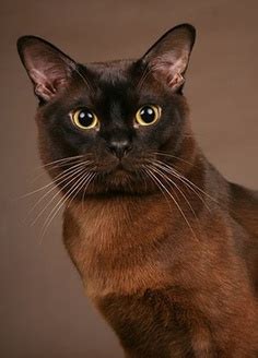 Newer lines of burmese come in several other shades, including blue, champagne and burmese cats are prone to gingivitis and are sensitive to anesthesia. Burmese Cat History - Annie Many