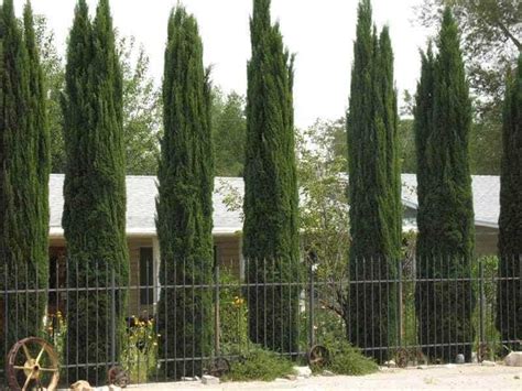 Italian Cypress Garden View Landscape Nursery And Pools