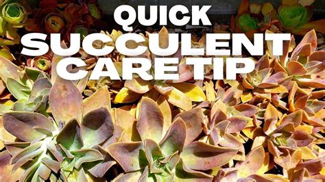 Quick Succulent Care Tip Youtube