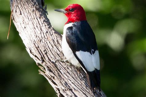 Photo Gallery Of North American Woodpeckers