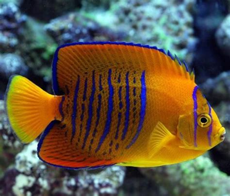 Top 10 Most Expensive Fishes In The World Marine Fish Saltwater