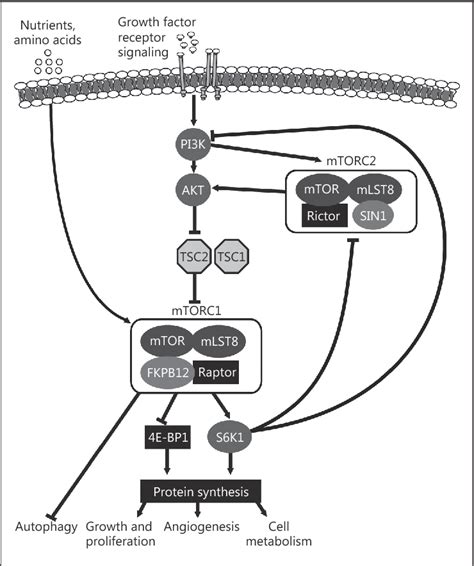 Figure 1 From Current And Future Treatment Strategies For Patients With