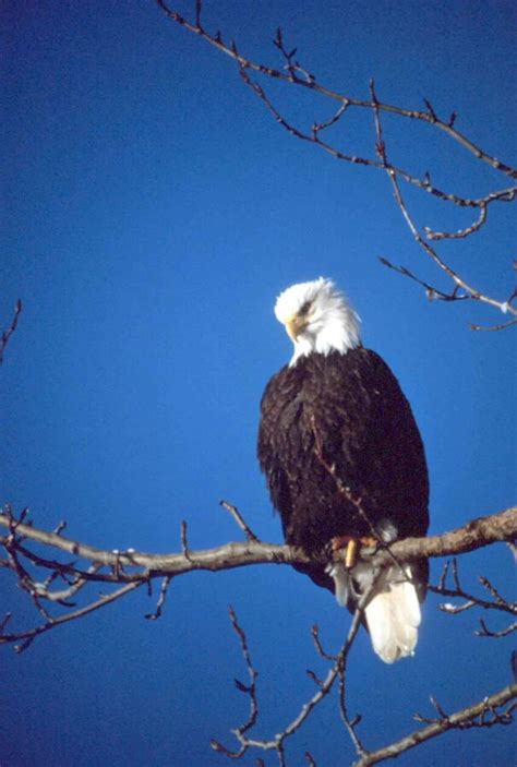 Free Picture Haliaeetus Leucocephalus Eagle