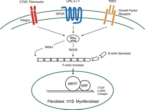 Cellular Mechanisms Of Tissue Fibrosis 8 Current And Future Drug