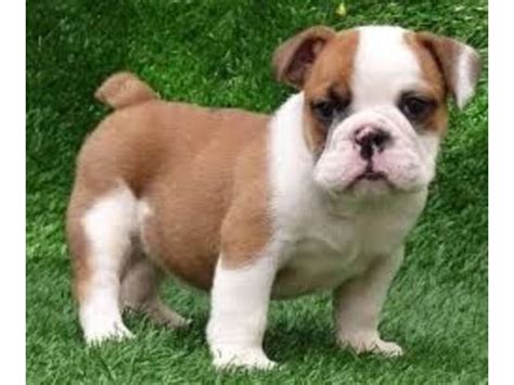 Click to get fast french bulldog loan hello we have a frenchie male pup available. English Bulldogs For Adoption | English bulldog puppies ...