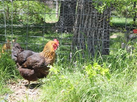 How To Raise Chickens In Your Backyard Frugal Farm Wife