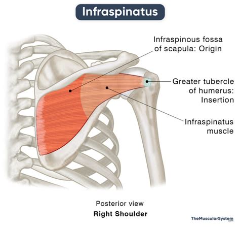 Infraspinatus Action Origin Insertion Innervation And Diagram