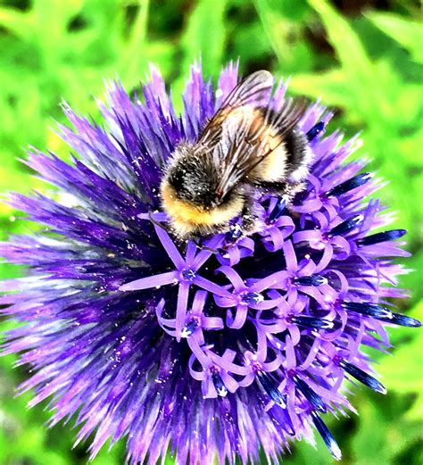 Bumble Bee On Purple Flower Purple Flowers Bee Animals Honey Bees