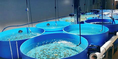 UKs First Tilapia Hatchery Opens Up In Wales IntraFish