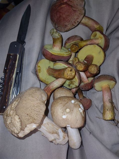 Mushrooms Found In Georgia Identifying Mushrooms Wild Mushroom Hunting