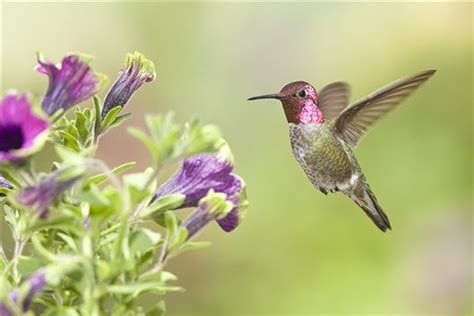 Maybe you would like to learn more about one of these? Dr. Dan's Garden Tips: Attracting Hummingbirds