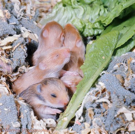 Baby Golden Hamsters Photo Wp06967