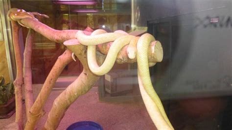 Imazu White Snakes Museum Iwakuni 2021 All You Need To Know Before