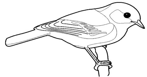 Sketsa Gambar Burung Kartun Hitam Putih 11 Gambar Sketsa Burung Mudah