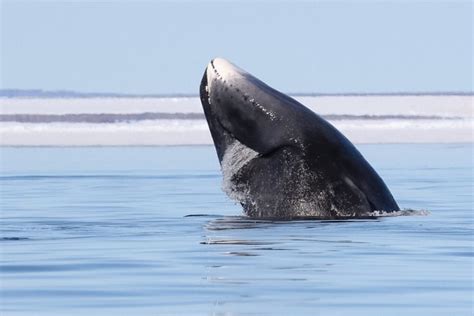 Top 10 Fun Bowhead Whale Facts Arctic Kingdom