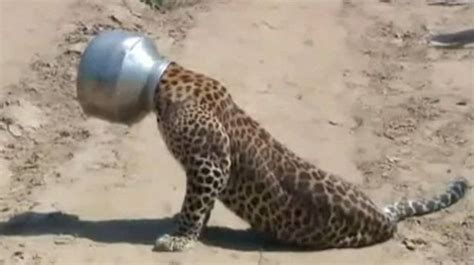 Pictured Greedy Leopard Gets Head Stuck Inside Cooking Pot After Going