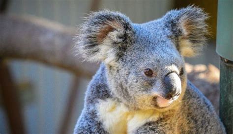 Diprotodon Giant Prehistoric Koala Once Roamed Australia As Continent