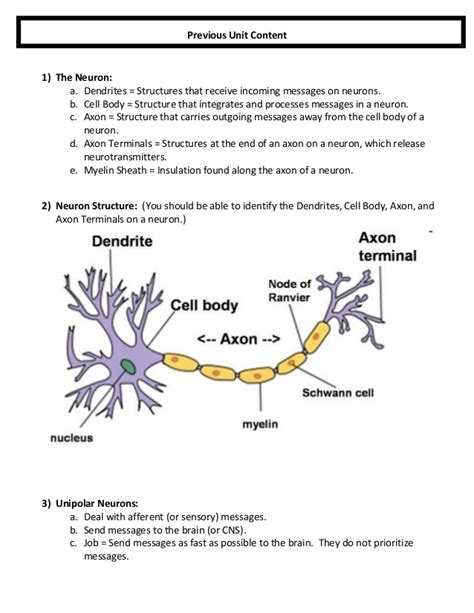 Nervous System Worksheets Answers