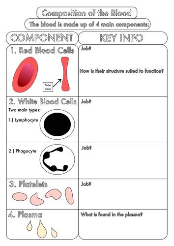 Blood Activity Worksheet