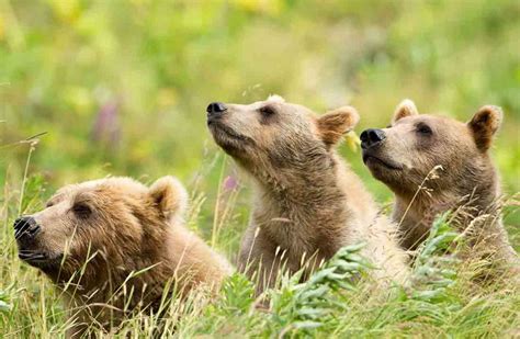 The Kodiak Bear The Largest Bears In The United States Hubpages