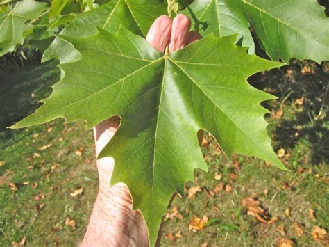 Broadleaf Leaf Key Tree Guide Uk Broadleaf Tree Id By Leaf Shape